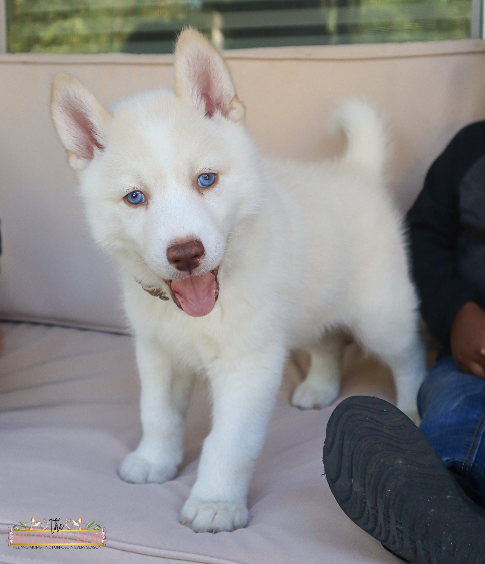 really cute baby husky puppies