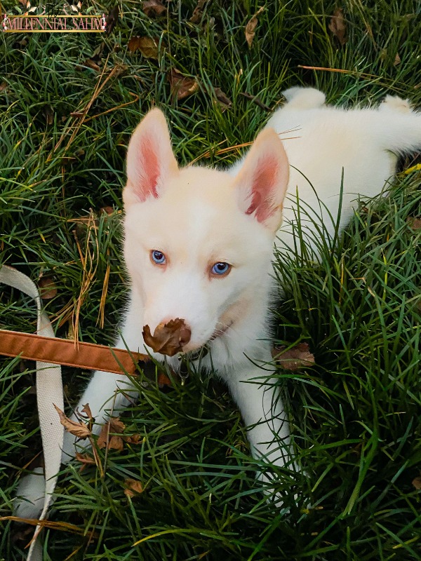 Thinking about adding a Siberian Husky puppy to your family? Here are eight things you need to know before getting your new furry friend.