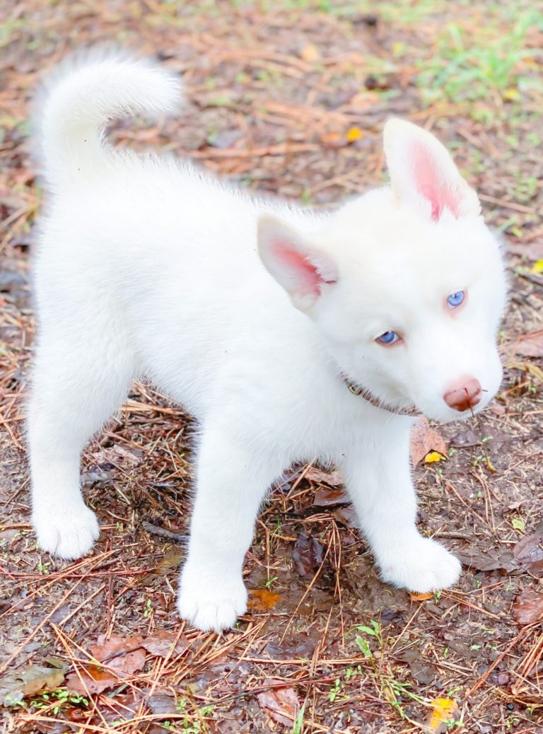 Read This Before You Get A Siberian Husky Puppy