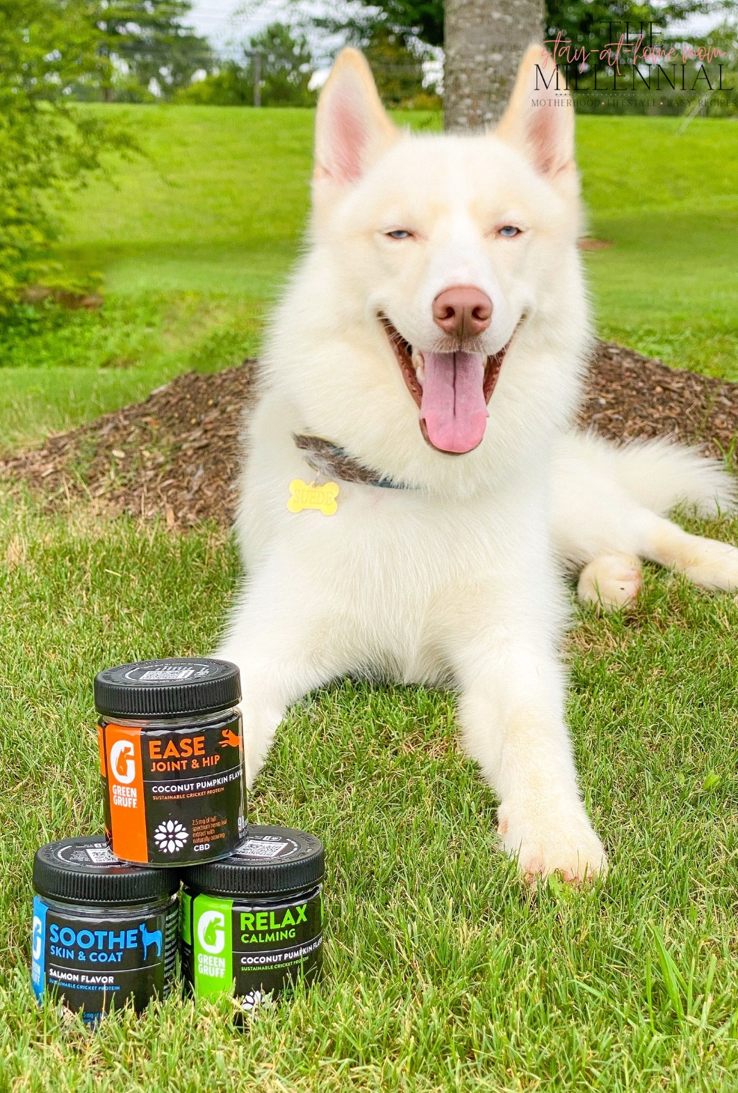 As more and more research is done about CBD for dogs, soon our pups will be able to experience all of the benefits that CBD has to offer.