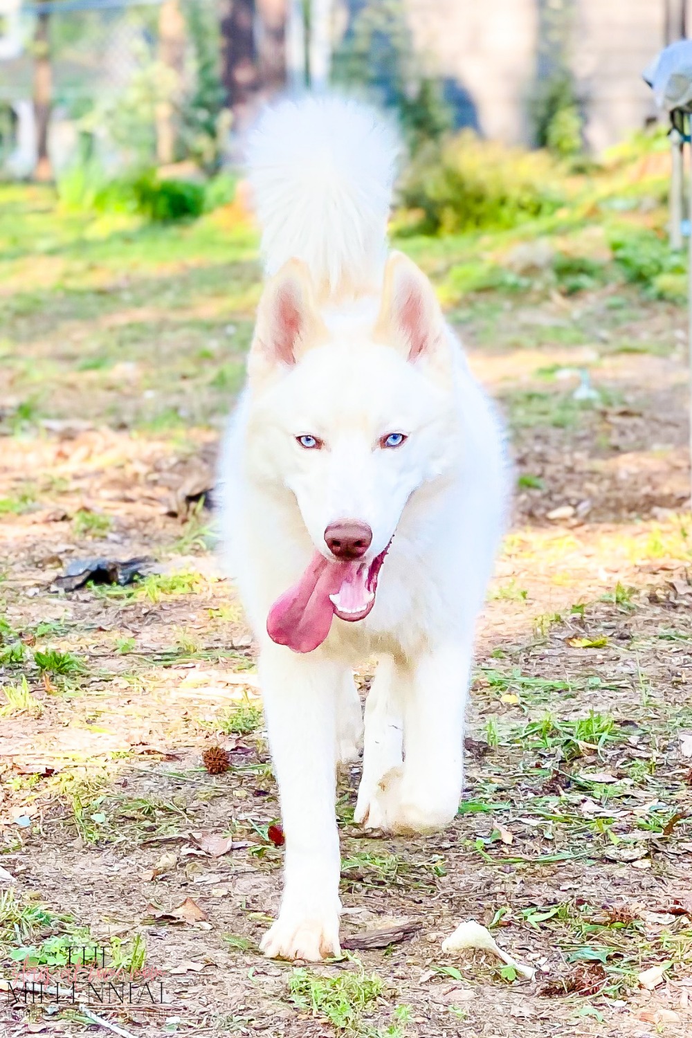 how to keep a husky cool in the heat